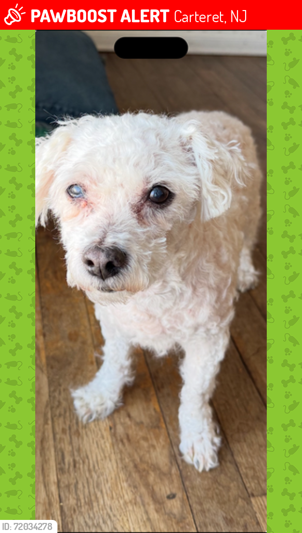 Lost Male Dog last seen Clauss street and DALESSIO DRIVE , Carteret, NJ 07008
