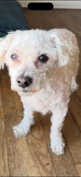 Lost Male Dog last seen Clauss street and DALESSIO DRIVE , Carteret, NJ 07008