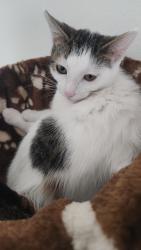 Lost Female Cat last seen American Flyer Blv & Westpoint, Fort Worth, TX 76108