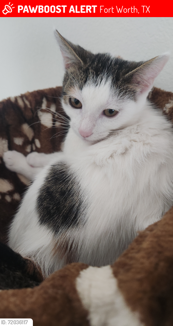 Lost Female Cat last seen American Flyer Blv & Westpoint, Fort Worth, TX 76108