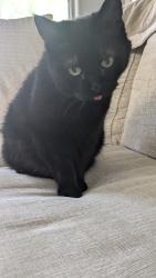 Lost Female Cat last seen Shinecock and Jones, Enterprise, NV 89141