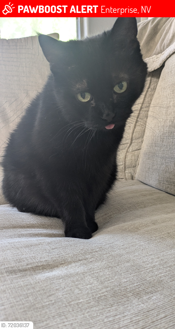 Lost Female Cat last seen Shinecock and Jones, Enterprise, NV 89141