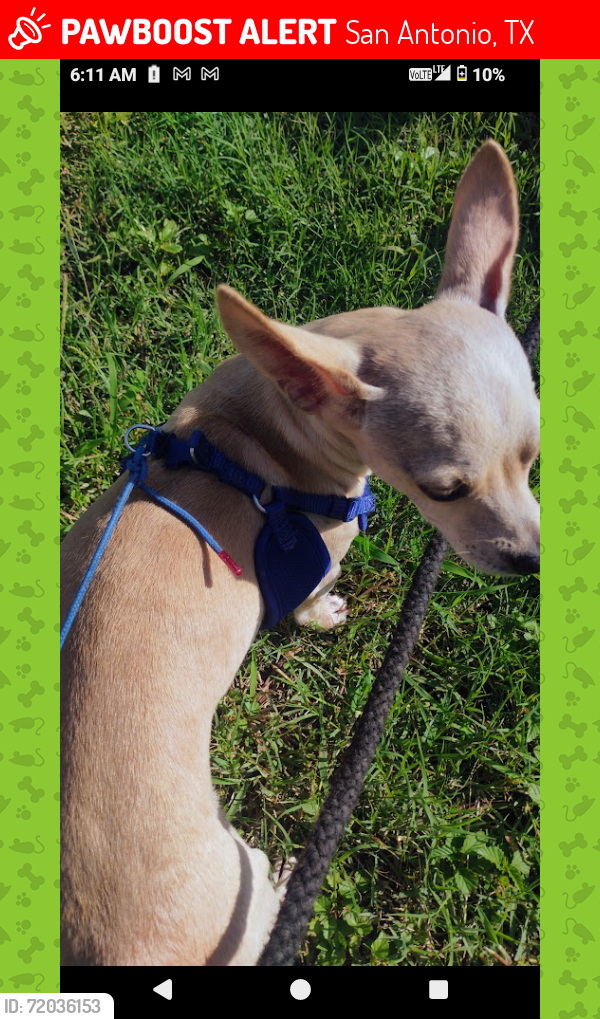 Lost Male Dog last seen Rittman , San Antonio, TX 78218