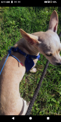 Lost Male Dog last seen Rittman , San Antonio, TX 78218