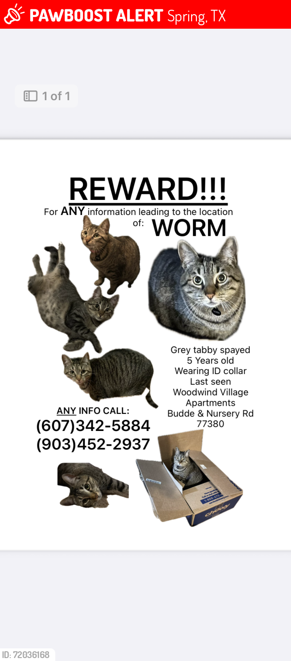 Lost Female Cat last seen Budde and nursery rd, Spring, TX 77380