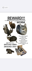 Lost Female Cat last seen Budde and nursery rd, Spring, TX 77380