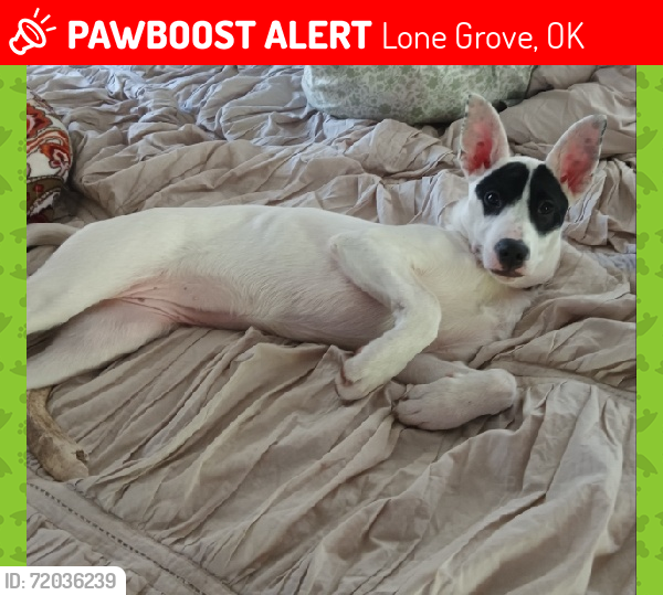 Lost Female Dog last seen Buck Skin Rd., Cheek Rd., possibly Meridian Rd,, Lone Grove, OK 73443