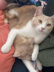 Lost Male Cat last seen last seen in the alley next to 3847 Gustine at 8am, St. Louis, MO 63116