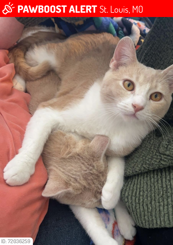 Lost Male Cat last seen last seen in the alley next to 3847 Gustine at 8am, St. Louis, MO 63116