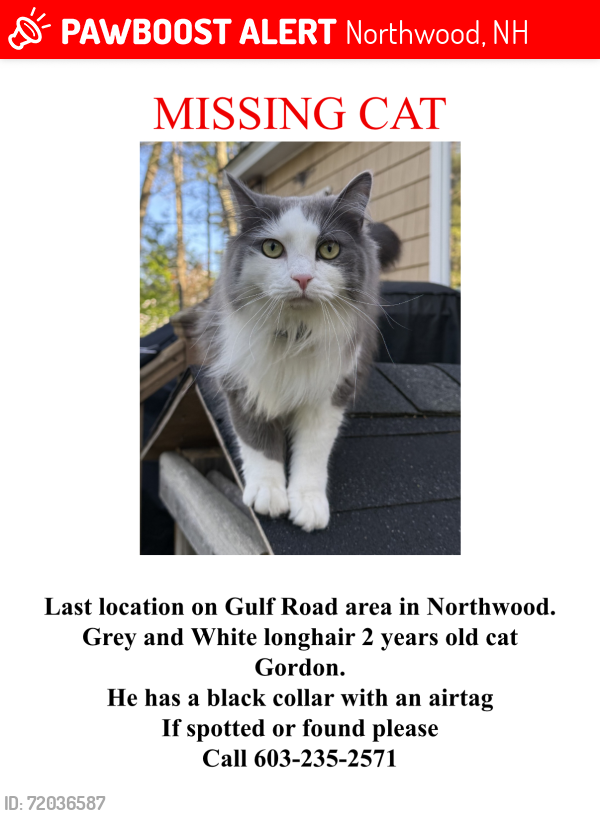 Lost Male Cat last seen Gulf Road , Northwood, NH 03261