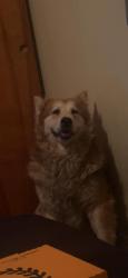 Lost Male Dog last seen kinsman, shaker, harvard, glendale, and bartlett, Cleveland, OH 44128