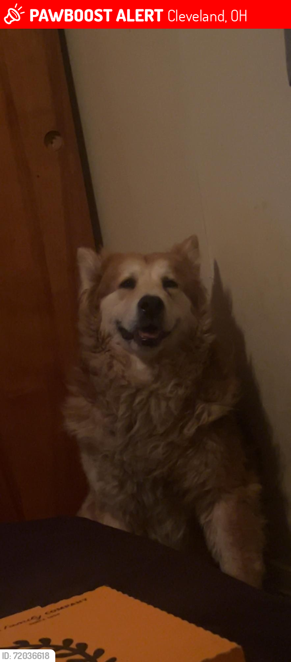 Lost Male Dog last seen kinsman, shaker, harvard, glendale, and bartlett, Cleveland, OH 44128