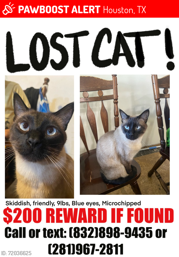 Lost Male Cat last seen Southbrook Circle , Houston, TX 77060