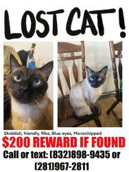 Lost Male Cat last seen Southbrook Circle , Houston, TX 77060