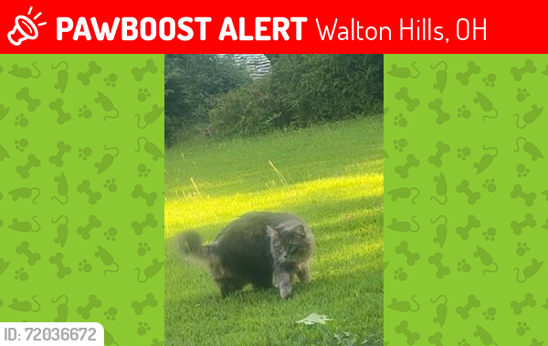 Lost Male Cat last seen 737O MClellan drive walton hills ohio , Walton Hills, OH 44146