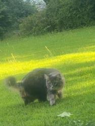 Lost Male Cat last seen 737O MClellan drive walton hills ohio , Walton Hills, OH 44146