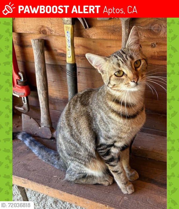 Lost Female Cat last seen Quail Run & Day Valley, Aptos, CA 95003