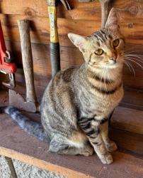 Lost Female Cat last seen Quail Run & Day Valley, Aptos, CA 95003