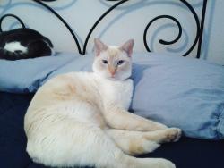 Lost Male Cat last seen Meadow Ridge Loop, Georgetown, TX 78626