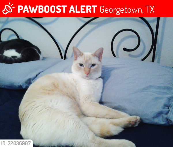 Lost Male Cat last seen Meadow Ridge Loop, Georgetown, TX 78626