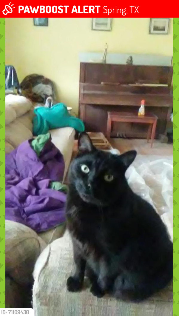 Lost Male Cat last seen Tom Laundry, Spring, TX 77373