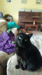 Lost Male Cat last seen Tom Laundry, Spring, TX 77373
