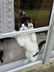 Lost Female Cat last seen Grace Street N, Lakeland, FL 33810