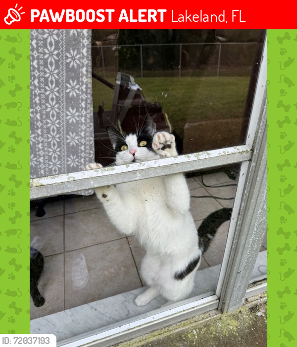 Lost Female Cat last seen Grace Street N, Lakeland, FL 33810