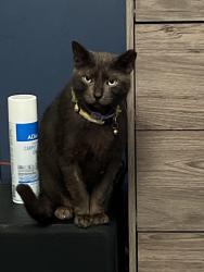 Lost Male Cat last seen Locust Street, Lockport, NY 14094
