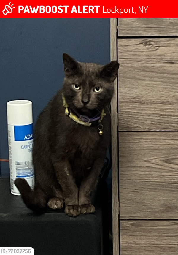 Lost Male Cat last seen Locust Street, Lockport, NY 14094