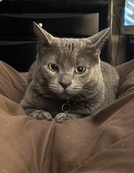 Lost Male Cat last seen Possum Pass at Canyon Parke, San Antonio, TX 78232