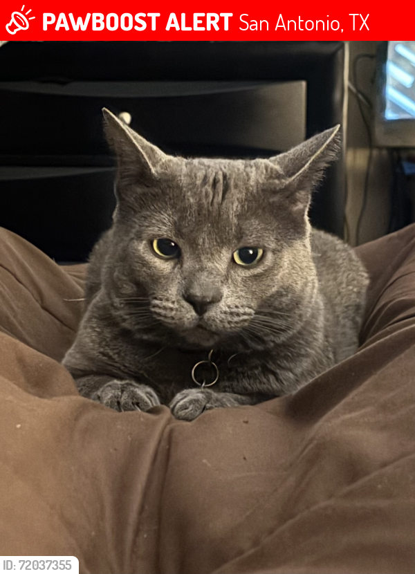 Lost Male Cat last seen Possum Pass at Canyon Parke, San Antonio, TX 78232