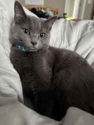 Reunited Female Cat last seen Rockfish gap turnpike , Charlottesville, VA 22903