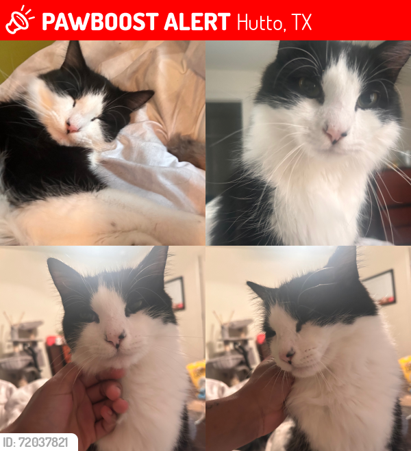 Lost Male Cat last seen Creekside Hutto neighborhood , Hutto, TX 78634