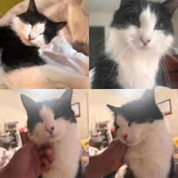 Lost Male Cat last seen Creekside Hutto neighborhood , Hutto, TX 78634