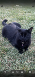 Lost Female Cat last seen 5e rue, laval, Laval, QC H7V 2B8