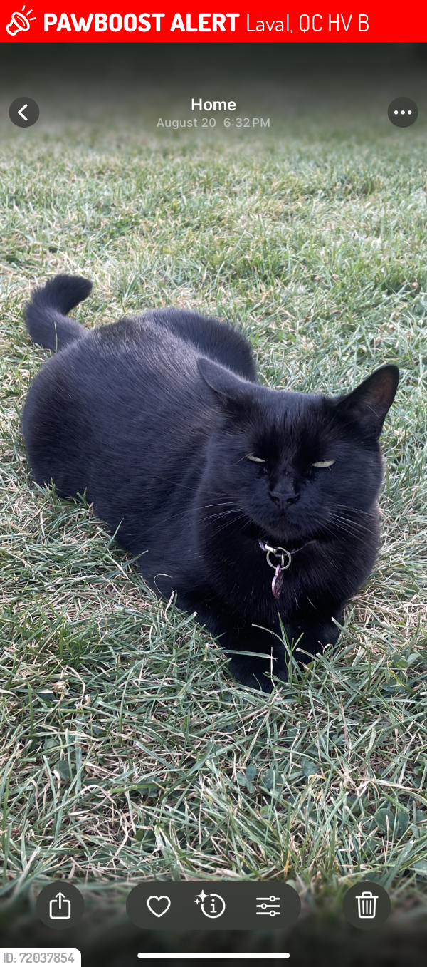 Lost Female Cat last seen 5e rue, laval, Laval, QC H7V 2B8