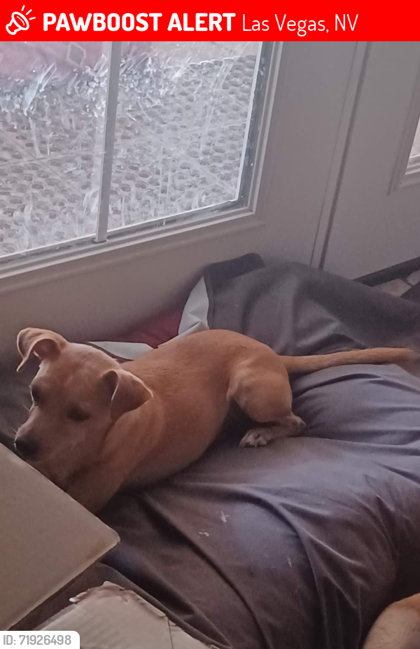Lost Male Dog last seen Armin, Avenue, Las Vegas, NV 89101