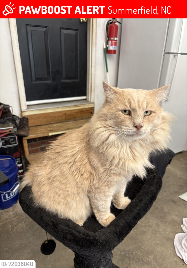Lost Male Cat last seen  - Lariat Drive, Summerfield, NC 27358
