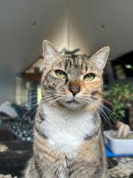 Lost Female Cat last seen Hearthstone Drive, Rutherford County, NC 28167