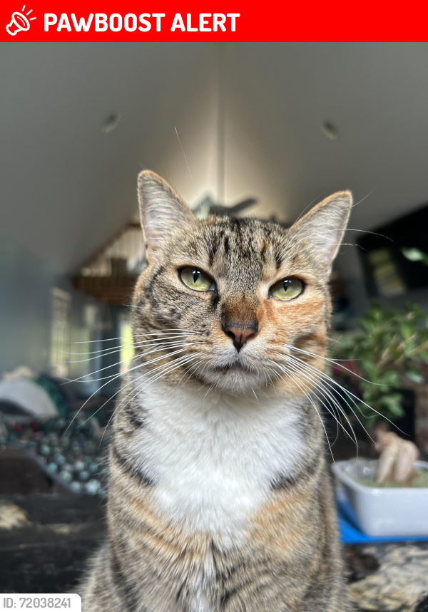 Lost Female Cat last seen Hearthstone Drive, Rutherford County, NC 28167
