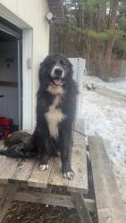 Lost Male Dog last seen Near Freightmare Farms, Fulton, NY 13069