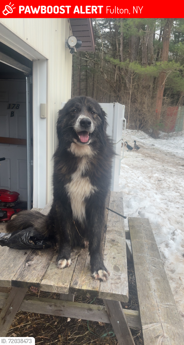 Lost Male Dog last seen Near Freightmare Farms, Fulton, NY 13069