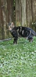 Lost Male Cat last seen Old town sportsman, Clearfield, PA 16830