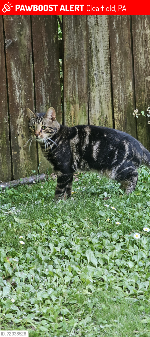 Lost Male Cat last seen Old town sportsman, Clearfield, PA 16830