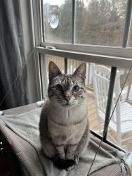 Lost Female Cat last seen Brookstone Circle, Whitfield County, GA 30721