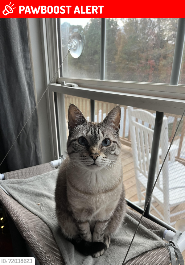 Lost Female Cat last seen Brookstone Circle, Whitfield County, GA 30721