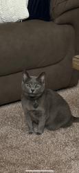 Lost Female Cat last seen Chamomile and lasbury, Houston, TX 77083