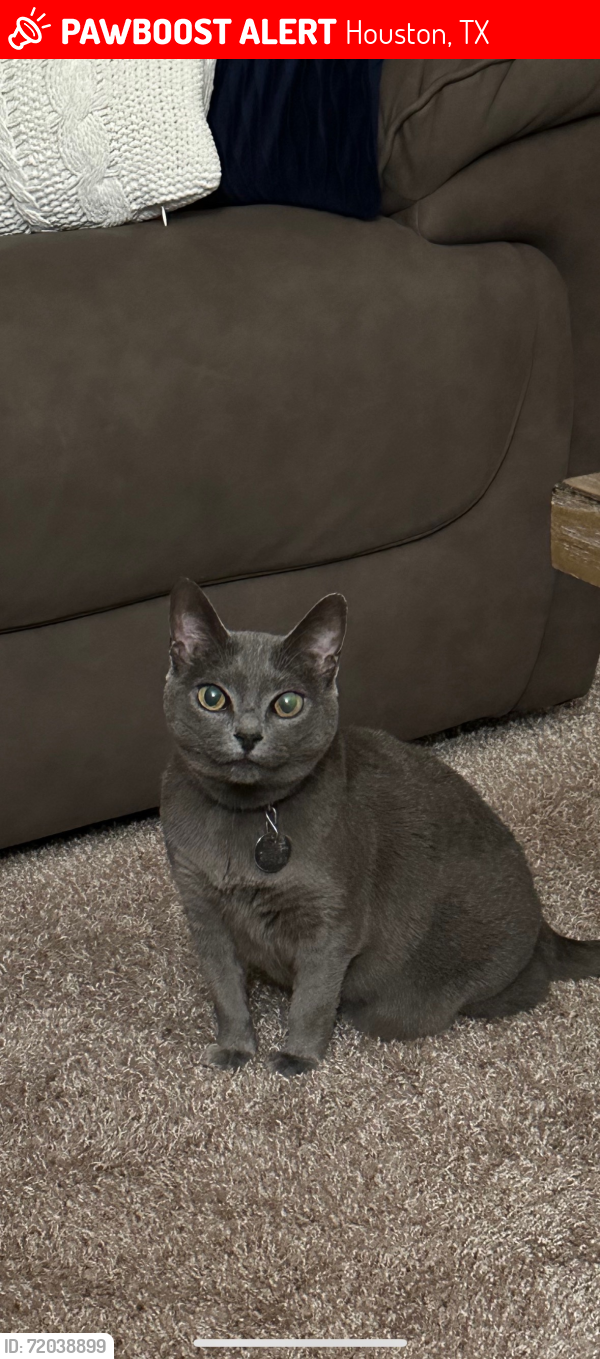Lost Female Cat last seen Chamomile and lasbury, Houston, TX 77083