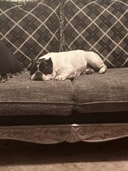 Lost Female Dog last seen Rock quarry rd, Raleigh, NC 27610